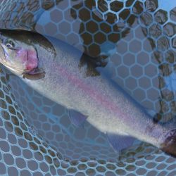 釣行タイミングが良ければ釣れる ～岡崎トラウトポンド～